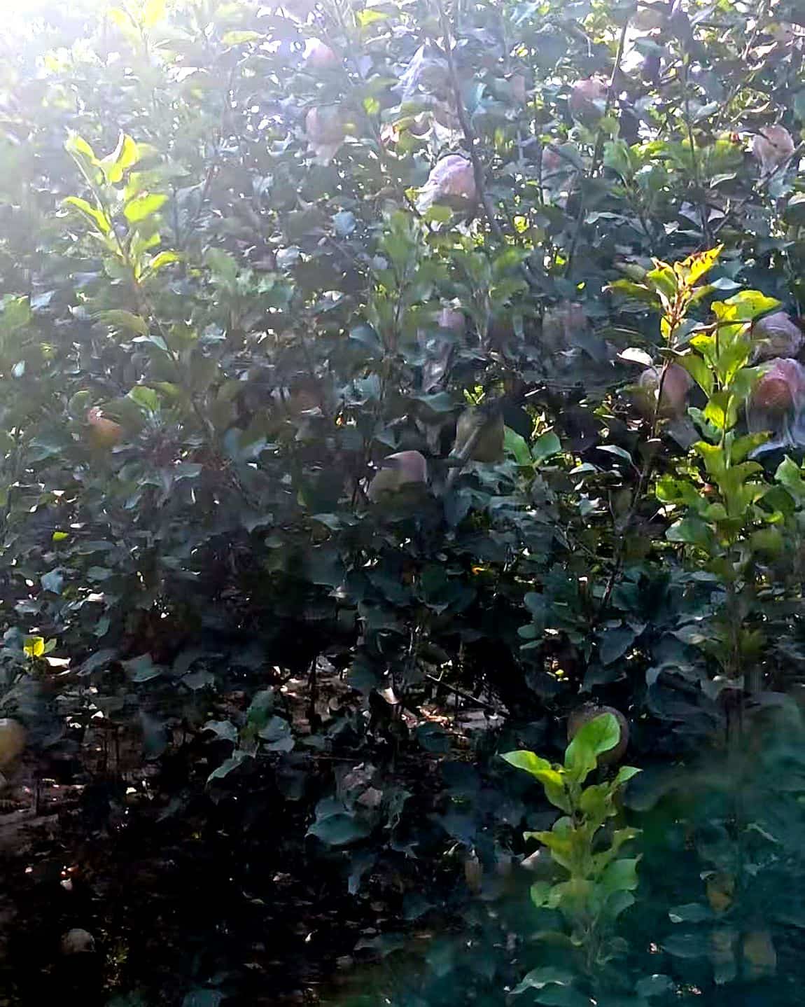 阳光穿过树冠，果园里满是斑驳的光影